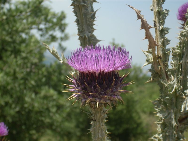 Onopordum illyricum / Onopordo maggiore
